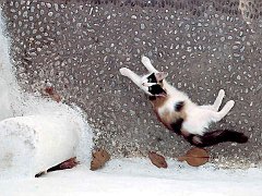 Gatti (228)